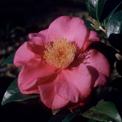 Carolyn Raborn Rankin